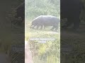 Ugandan Hippopotamus Feeding During The Day The Animal Is A Semiaquatic Mammal