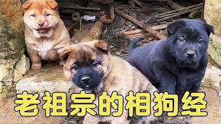 Ancestors' Dog Sutra: 1 dragon  2 tigers  3 lazy dogs  rare [Liang Fengyouxin]