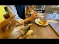 【柴犬】腹違いの弟と初対面!初めて会うのにどことなく似てる2人が可愛すぎた。