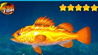 Fishing Hook WILD FISH ทะเลบอร์เนียว ป่า | F6 POON screenshot 4