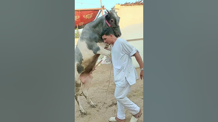 شوف العجل بيعمل ايه مع صاحبه #اسعار_المواشي