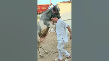 شوف العجل بيعمل ايه مع صاحبه اسعار المواشي 