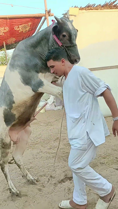 شوف العجل بيعمل ايه مع صاحبه #اسعار_المواشي