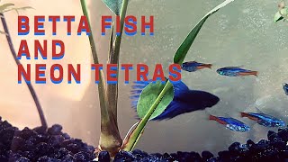 Betta Fish and Neon Tetras