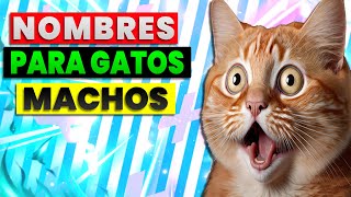 ⚡ Nombres Para Gatos Machos | Para tu  Michí UNICO