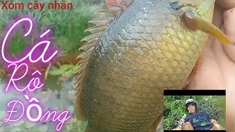 Chia Sẻ Điểm Câu Ở Tân Phước Tiền Giang #InShot Xóm Cây Nhãn