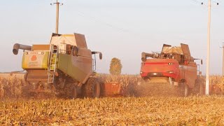 Уборка кукурузы / ГОМСЕЛЬМАШ GS3219, CLAAS Lexion 580 / МАЗ 5516 /