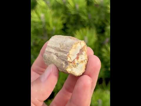 Скам'яніле дерево (зріз) поліроване - натуральний камінь - Мадагаскар, видео 1