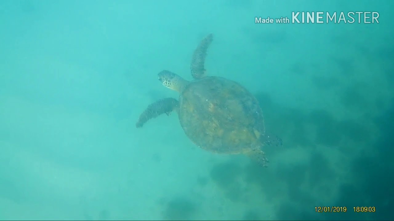 Diário 36 - Snorkel 3/3 Ilha do prumirim - Ubatuba - SP