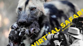 Never Seen Before African Painted Dogs Steal Pups From Another Pack- Virtual Safari