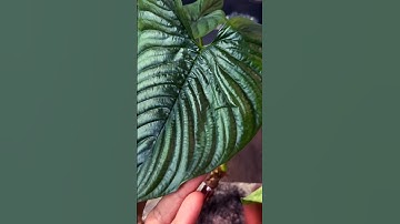 Unbox some plants with me! #shorts #plantunboxing #philodendronimports