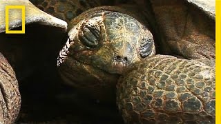 Meet the Giant Cave-Dwelling Tortoises of the Seychelles | National Geographic
