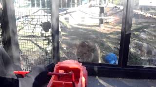 Cute Lion Attacks Car