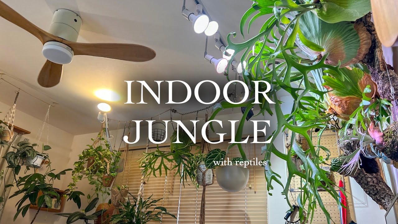 初心者ビカク部屋、大事にしてます(^-^) （【新たな暮らし】観葉植物 