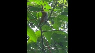 The yellow-breasted chat (Icteria virens) is a large songbird found in America