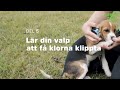 Så övar du att klippa valpens klor | Arken Zoo