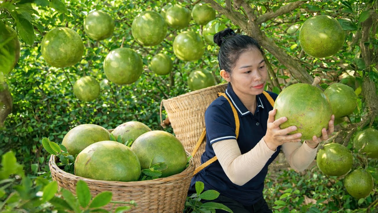 Harvesting The Fairy Peaches And Take Them To The Market To Sell | Countryside Life