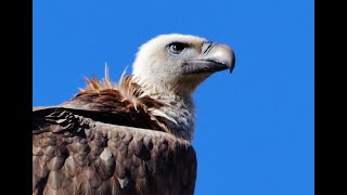 Griffon Vulture - Gyps fulvus - Γύπας -  Γύπας ο πυρόχρους -  Όρνιο  - Επισκοπή 14/9/2021 - Cyprus