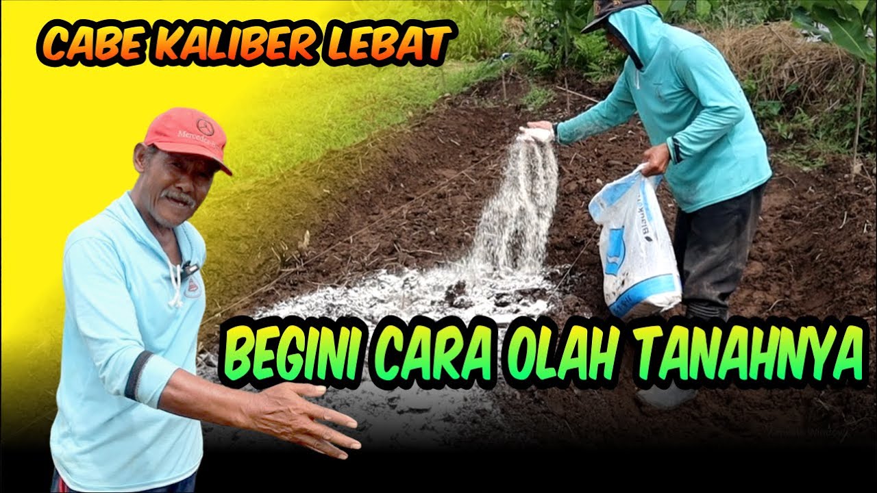 CARA OLAH TANAH TANAMAN CABE KALIBER MBAH WITO