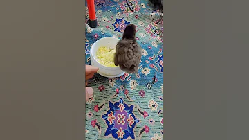 وای خدااین چقد باحاله 