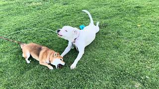 Pitbull Growling Friendly, Asking for the Pine Cone 04/18/ 2024