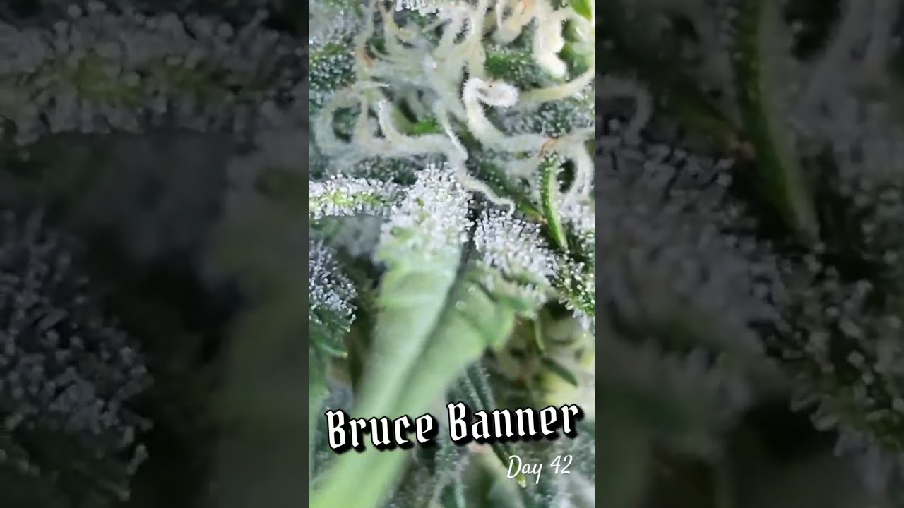 Bruce Banner Day 42 from 