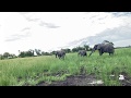 Jabu straddles worlds | Living With Elephants Foundation | Botswana