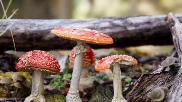 Photorealistic Mushroom  (Quixel Megascan) Speed Level Design || Unreal engine 4