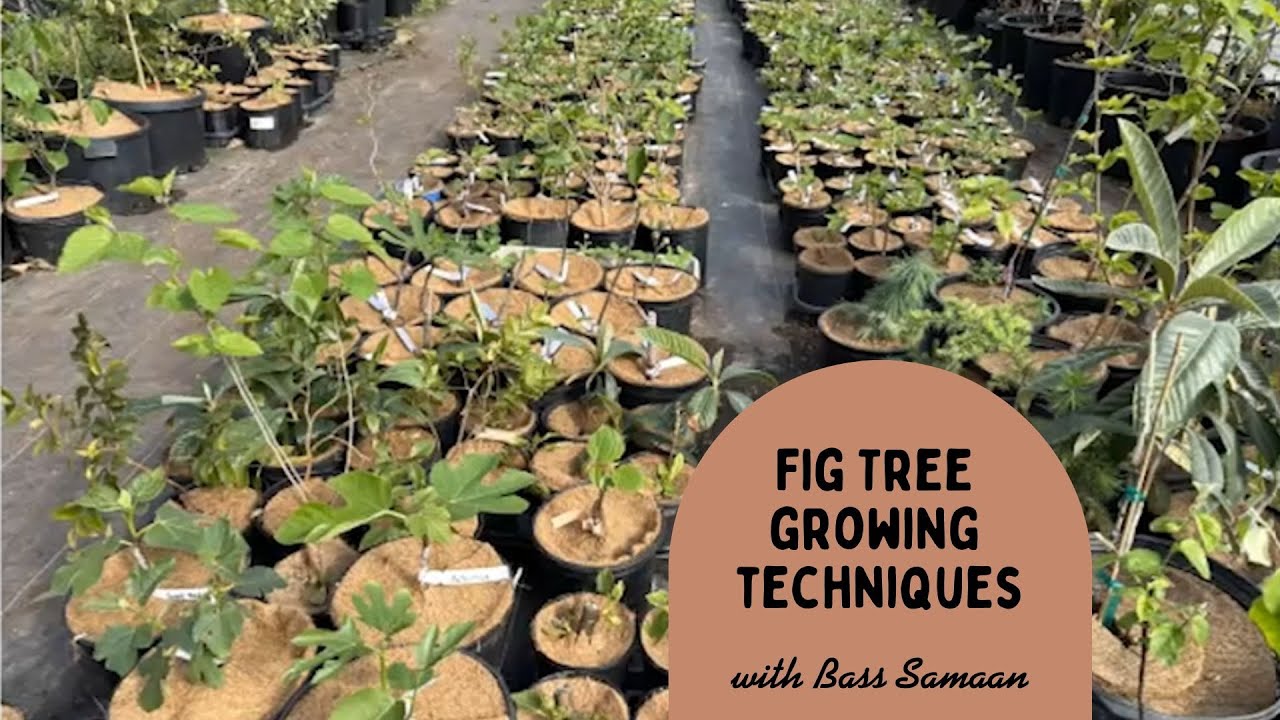 Fig tree growing techniques with Bass Samaan