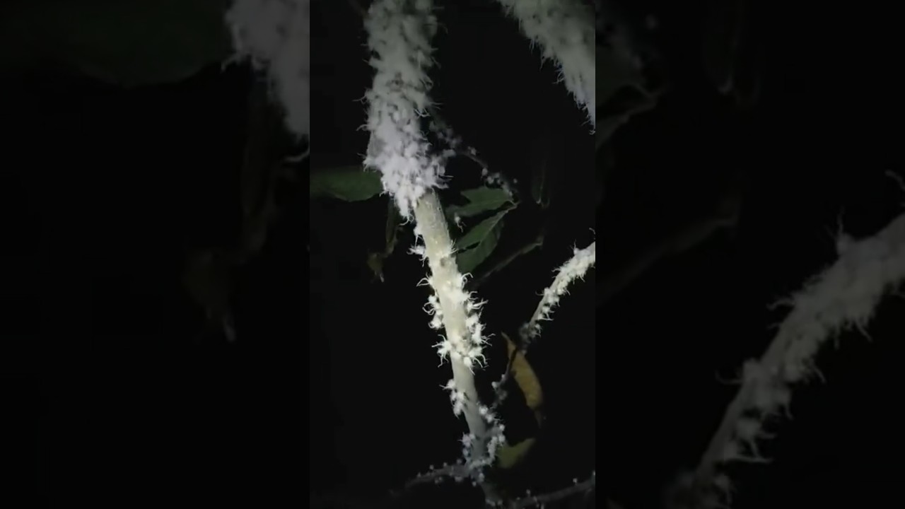 Wooly Aphids | Bugs | Cute Entertainers 