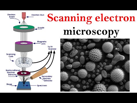 Electron microscopy lecture | Scanning electron microscope - YouTube