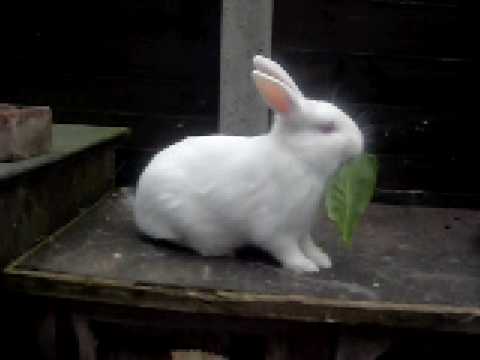 Albino rabbit eating cabbage 