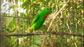 Masteran pancing Burung Serindit