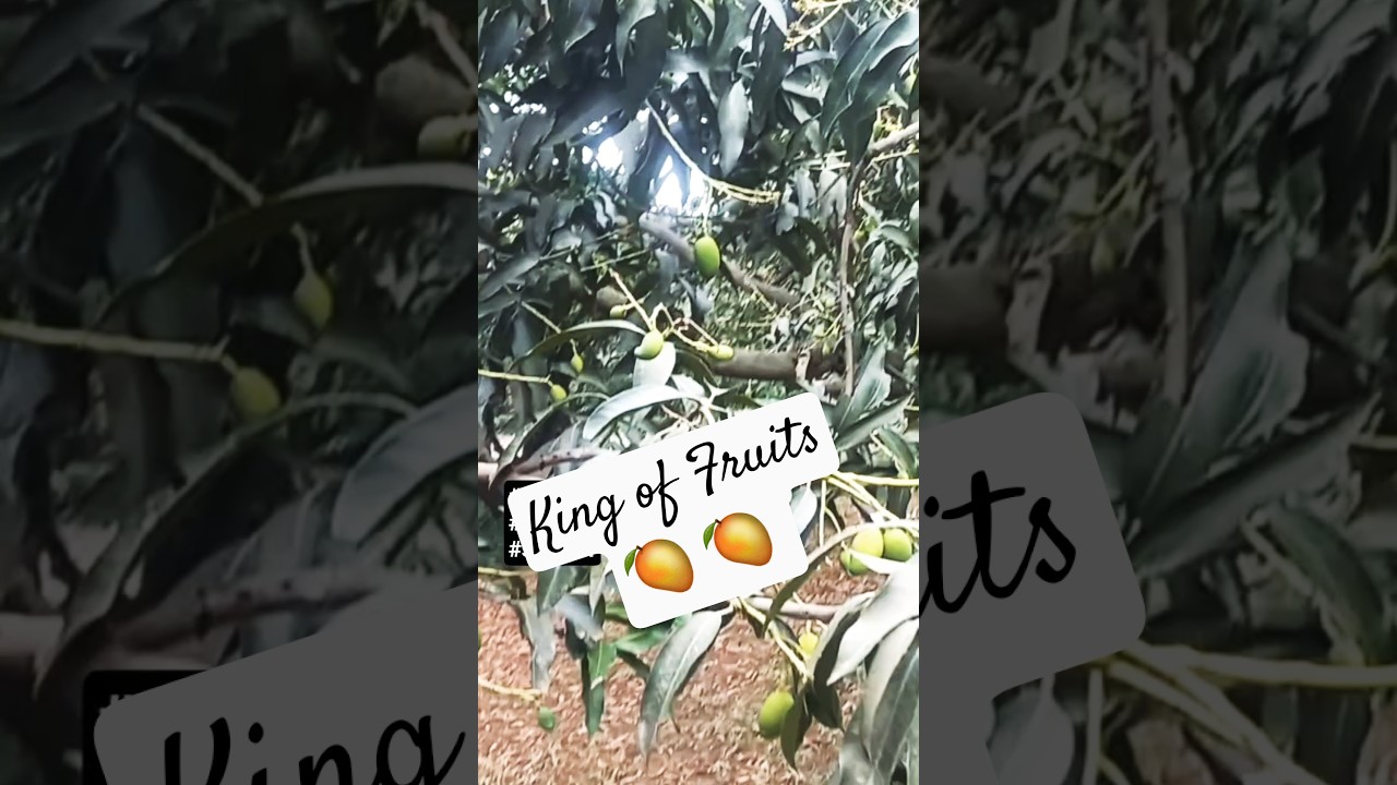 mango aam ka harvest season 