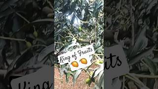 Mango Aam Ka Harvest Season mangoes aam harvest season