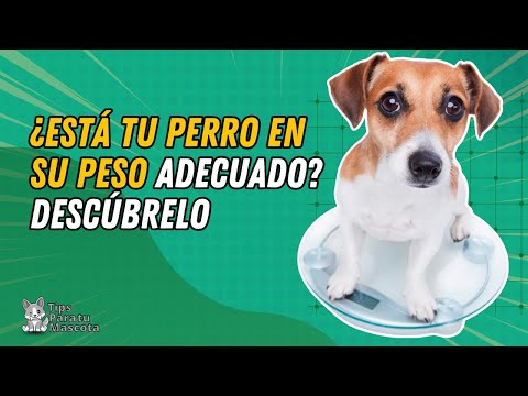 Video: „Manteniendo A Su Mascota En Un Peso Saludable“