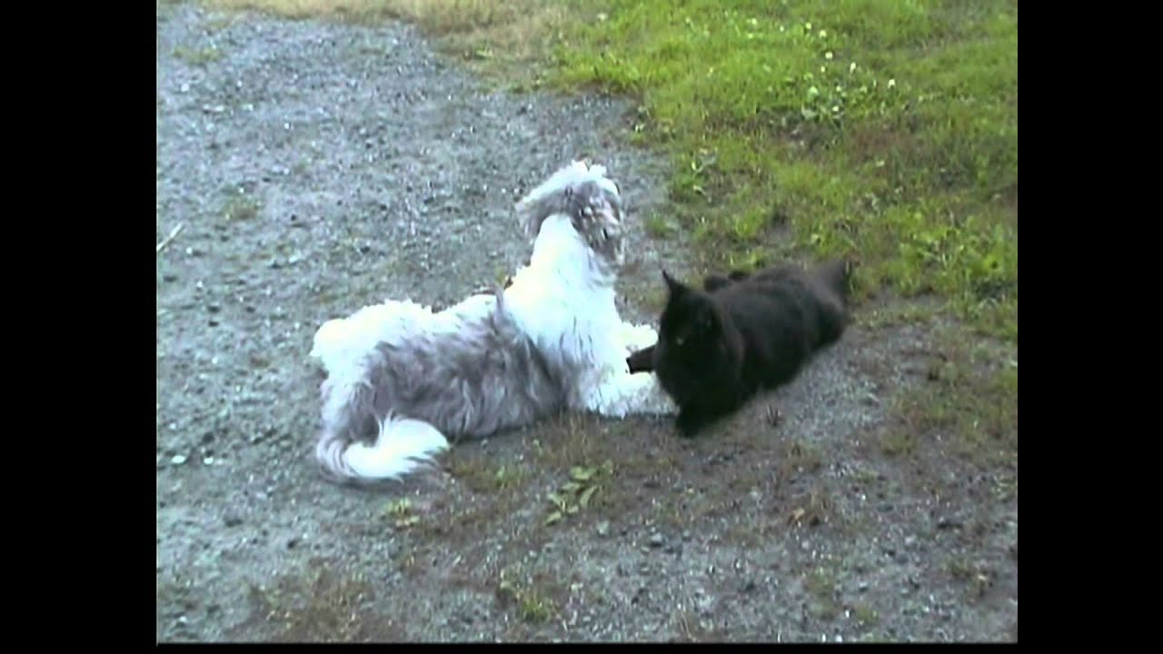 Cat and Dog YouTube