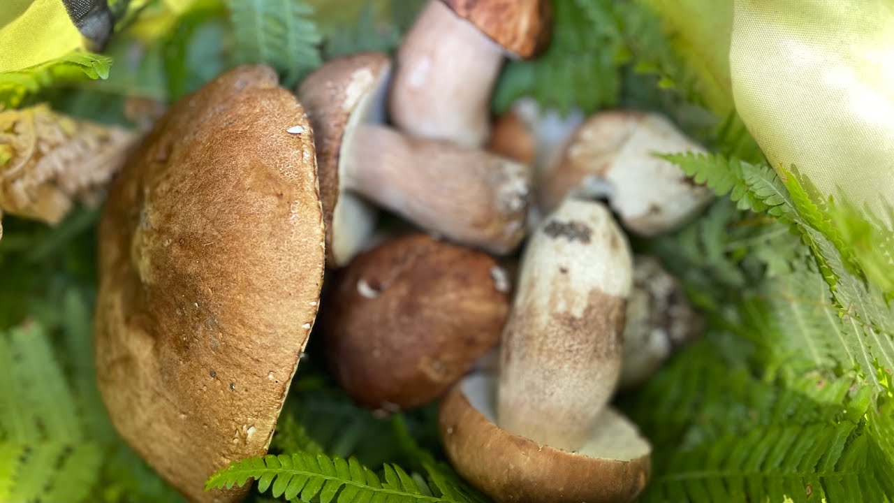 FUNGHI PORCINI CHE PASSIONE 33 20220828 🍄 33 YouTube