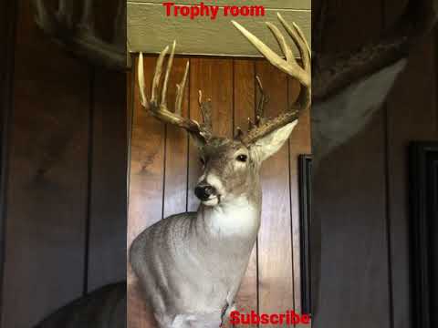 *NEW* Trophy room