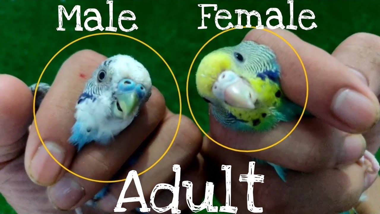How to identify male and female budgies How to identify gender of budgies Male female in