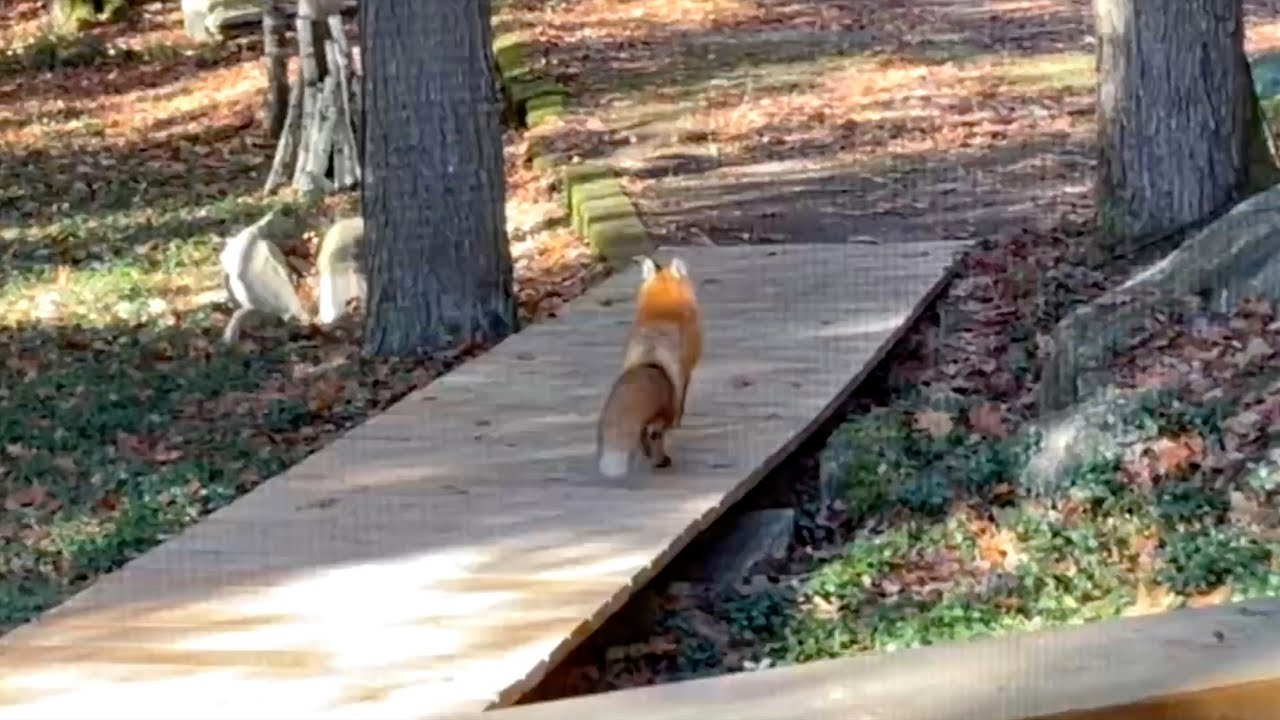 여우 나타났다고 알려주는 블루제이