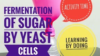 FERMENTATION OF SUGAR BY YEAST CELLS - ACTIVITY TIME