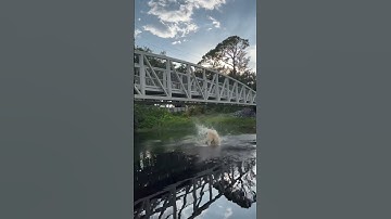 Double backflip off bridge#shorts