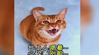 Incredible Cat and Owner Duet: Singing Sensations!  #SingingCats #TangerineWonders...