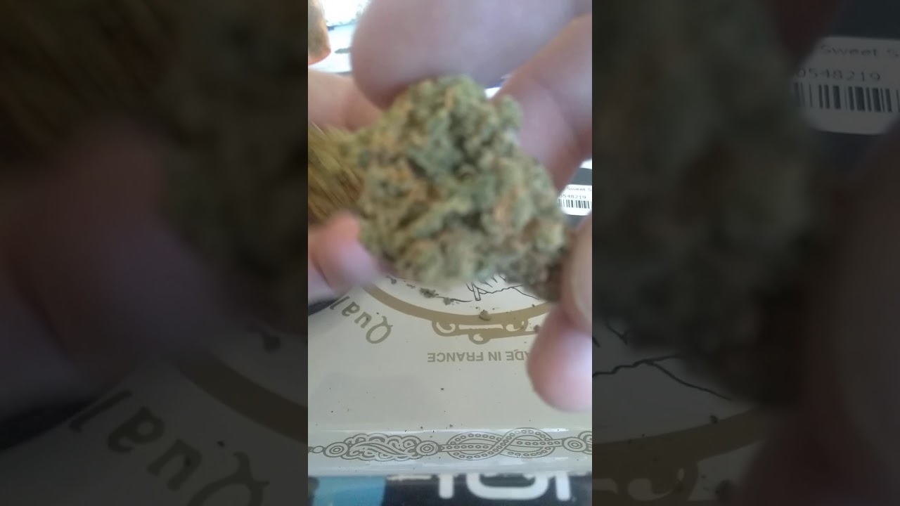 Stonie Head Ed Shows A Low THC High CBD Strain of medical marijuana and three other strains