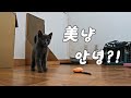 Vlog 01ㅣ아기 고양이와 초보 집사의 입양 후 일기ㅣ첫날부터 매력 폭발 아깽이ㅣ일상 브이로그