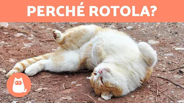 Perché i gatti si rotolano sulla schiena?