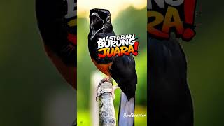 Juara 1 Nasional Masteran Burung Satu Nafas  5 Lagu