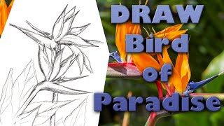 HOW TO DRAW A BIRD OF PARADISE FLOWER Step by Step Pencil Drawing Tutorial. Guided realistic sketch