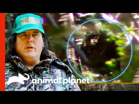Video: The Woman Told About The Meeting With Bigfoot In Childhood - Alternative View